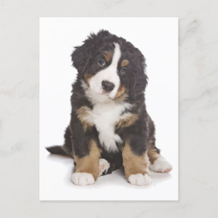 Bernese Mountain Puppy Dog Blank Briefkaart