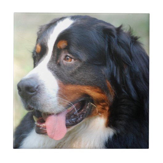 Bernese Mountain Puppy Tile Tegeltje (Voorkant)