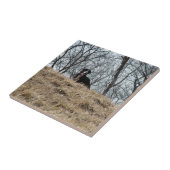 Bernese Mt. Dog Tegeltje (Zijkant)