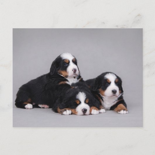 Bernese puppies briefkaart (Voorkant)