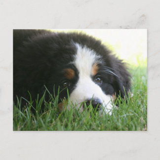 Bernese Puppy Briefkaart