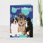 Bernese, Saint Bernard, Leonberger Birthday Kaart (Voorkant)