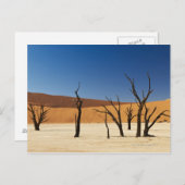 beroemde Deadvlei met dode bomen, woestijn 3 Briefkaart (Voorkant / Achterkant)