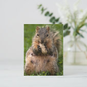 beroemde vosseneekhoorn briefkaart (Staand voorkant)