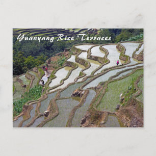 Beroemde Yuanyang Rijstterrassen - Yunnan, China Briefkaart
