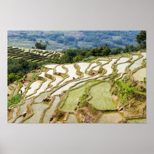 Beroemde Yuanyang Rijstterrassen - Yunnan, China Poster