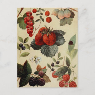 BERRIES BERRIES BRIEFKAART