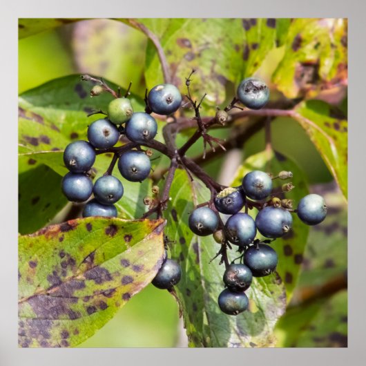 Berries on a Branch Poster (Voorkant)