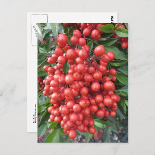 Berry Bundle Briefkaart (Voorkant / Achterkant)