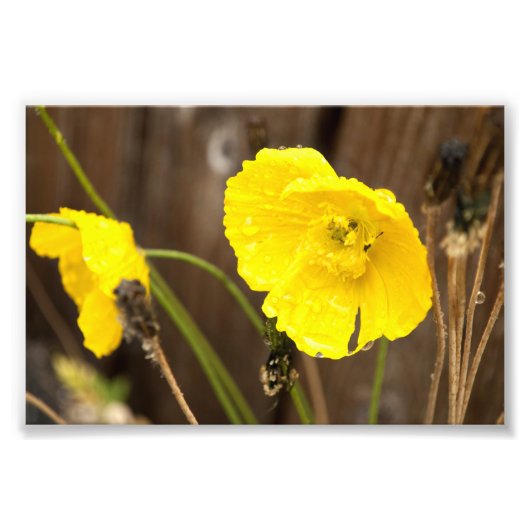 Beschadigde zonneschijn foto afdruk (Voorkant)