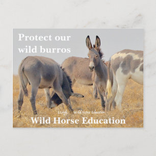 Bescherm onze Wilde Burros Briefkaart