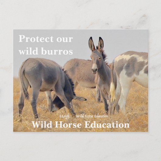 Bescherm onze Wilde Burros Briefkaart (Voorkant)