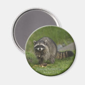 "BESCHERM ONZE WILDE PLAATSEN" wasbeer magneten (Voorkant / Achterkant)