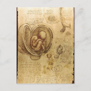 Beschrijving Studies over Embryos Leonardo da Vinc Briefkaart