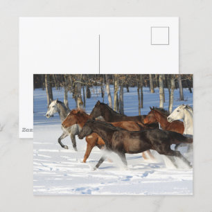 beslag van treinpaarden die op sneeuw rijden briefkaart