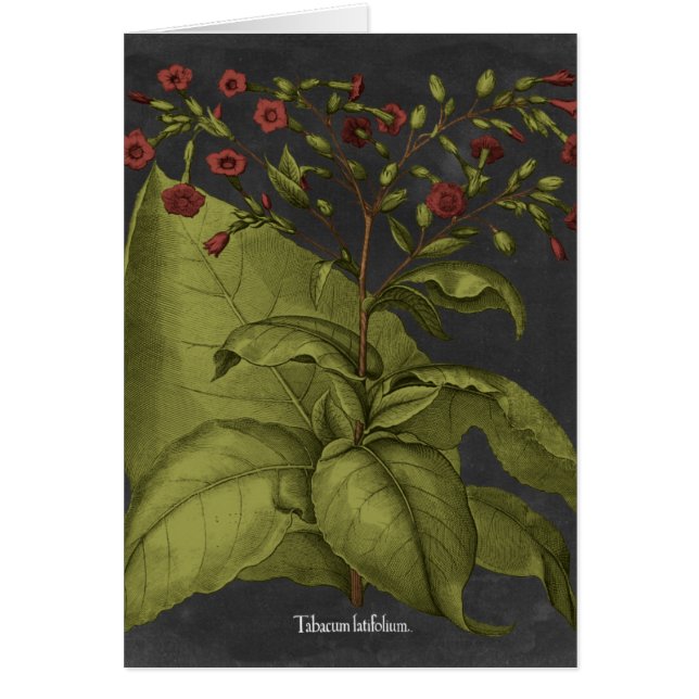 Besler Dramatique I (Voorkant)