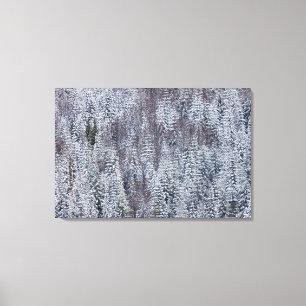 Besneeuwd bos, Nationaal park Mt. Rainier Canvas Afdruk