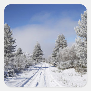 Besneeuwd pad en dennenbomen, Cambrians, nabij St Vierkante Sticker