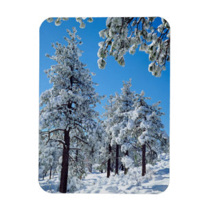Besneeuwde bomen in de Laguna Mountains Magneet