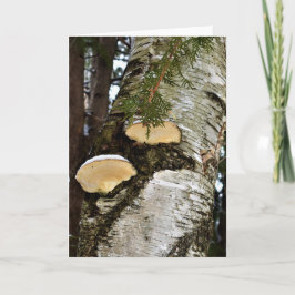 Besneeuwde paddestoelen op berkenboom kaart