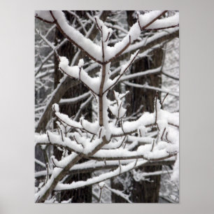 Besneeuwde takken poster
