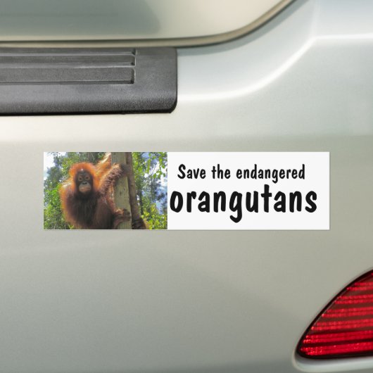 Bespaar bedreigde orangutanen bumpersticker (Op auto)