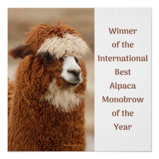 Best Alpaca Monobrow Perfect Poster (Voorkant)