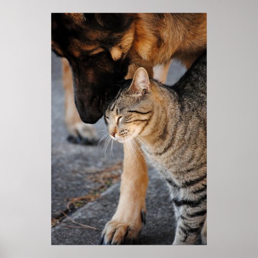 Best Friends - Cat & German Shepherd Print (Voorkant)