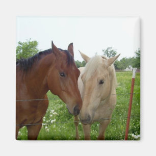 Best Friends Forever - Paarden Magneet