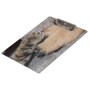 Best Friends Forever, Shirley Taylor Klembord