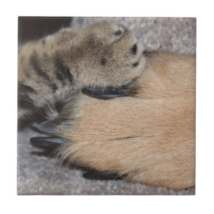 Best Friends Forever, Shirley Taylor Tegeltje