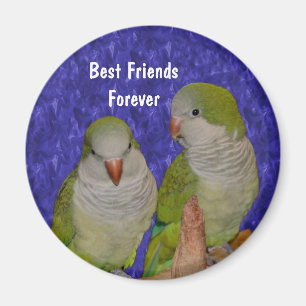 Best Friends Quaker Parrots Cute Magnet Magneet