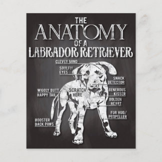 Best geschetst de anatomie van een labrador-terugw flyer