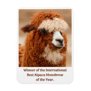 Beste Alpaca Monowenkbrauw Magneet
