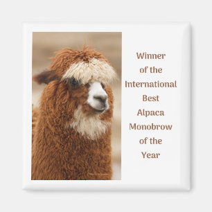 Beste Alpaca Monowenkbrauw Magneet