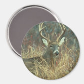 Beste / Buck / Witstaarthert Magneet (Voorkant / Achterkant)
