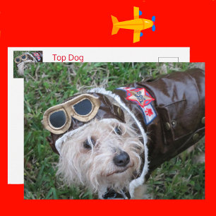 Beste Hond in Aviator Uitrusting Briefkaart