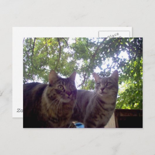 Beste kopen briefkaart (Voorkant / Achterkant)