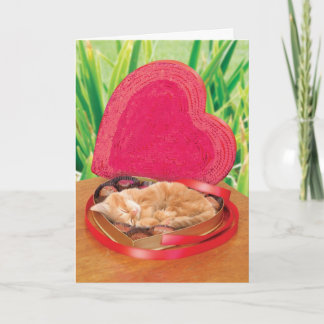Beste van de Kaart van de Kat van de Valentijnsdag