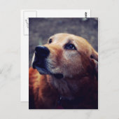 Beste vriend van man briefkaart (Voorkant / Achterkant)