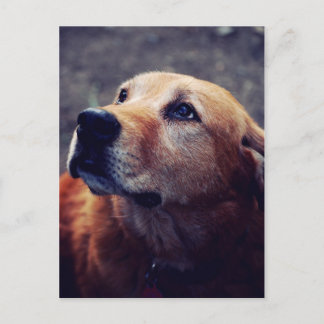 Beste vriend van man briefkaart