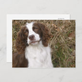 Beste vriend van man - Engelstalige Springer Spani Briefkaart (Voorkant / Achterkant)
