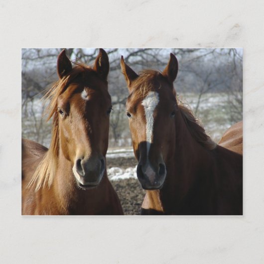 Beste vrienden briefkaart (Voorkant)