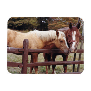 Beste vrienden magneet