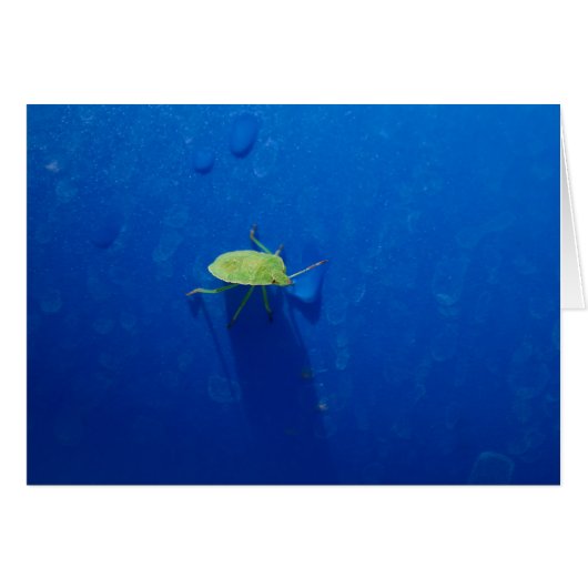 Bestiole puant (Devant horizontal)