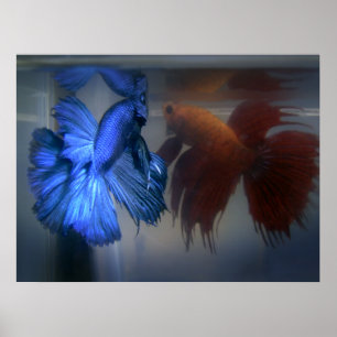 Bestrijding van vis poster