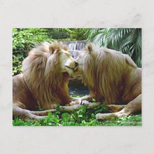 Betaalde leeuwen briefkaart