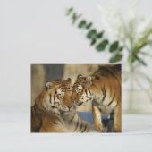 Betaalde trekkers briefkaart (Staand voorkant)