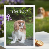 Beter worden bloemen Cavalier King Charles Spaniel Kaart