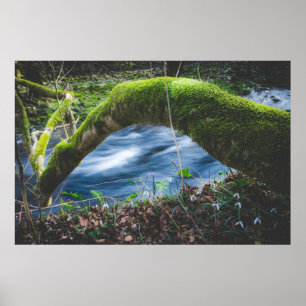 Betoverd magisch bos poster